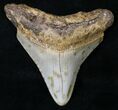 Juvenile Megalodon Tooth - North Carolina #18608-1